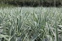 ARDVERSI_20250630135327.JPG