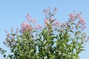 CEPMROSE_20250630093552.JPG