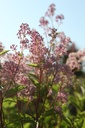 CEPMROSE_20250630093605.JPG