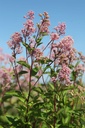 CEPMROSE_20250630093621.JPG
