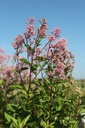 CEPMROSE_20250630093622.JPG