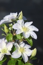 CLYUKIKO_20250630100630.JPG