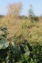 COCGSPIR_20250630114708.JPG