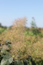 COCGSPIR_20250630114709.JPG