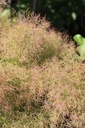 COCGSPIR_20250630114712.JPG