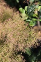 COCGSPIR_20250630114713.JPG