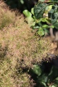COCGSPIR_20250630114714.JPG