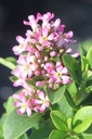 ESPELLE_20250630101941.JPG