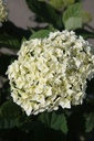 HYAFLOWE_20250630110107.JPG