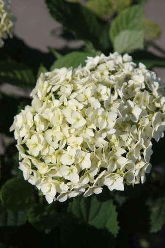 HYAFLOWE_20250630110107.JPG
