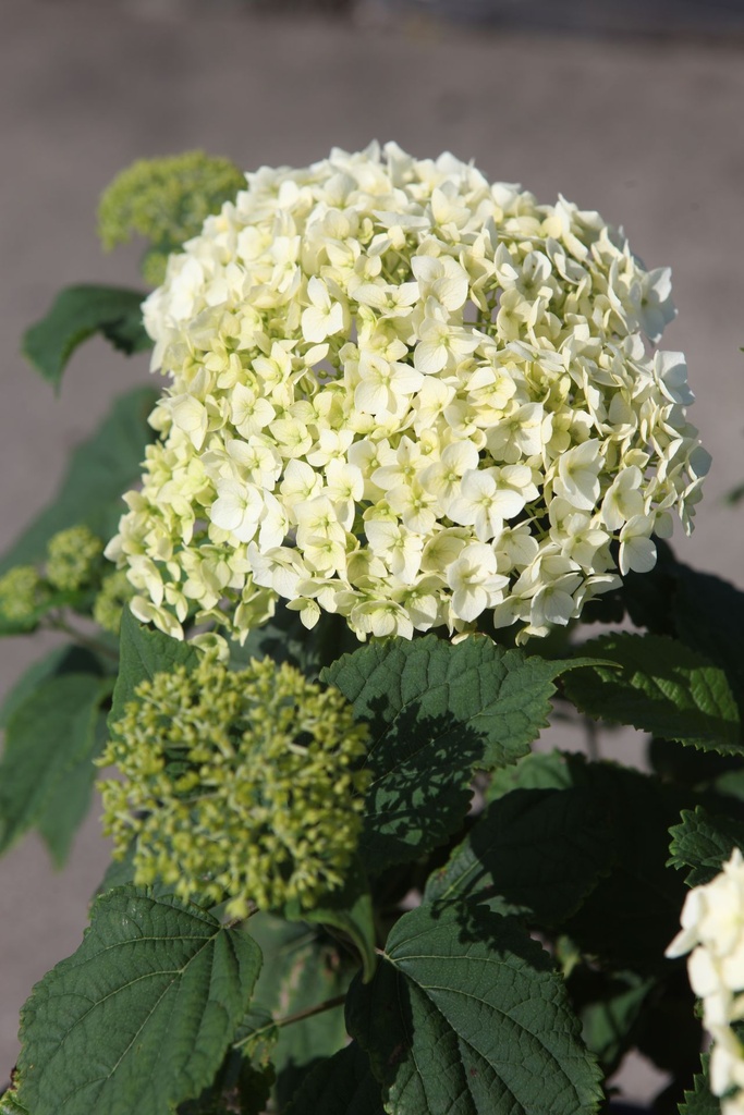 HYAFLOWE_20250630110110.JPG