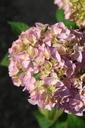 HYMBROSE_20250630094107.JPG