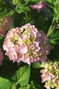 HYMBROSE_20250630094109.JPG