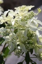 HYPGSTAR_20250630111843.JPG