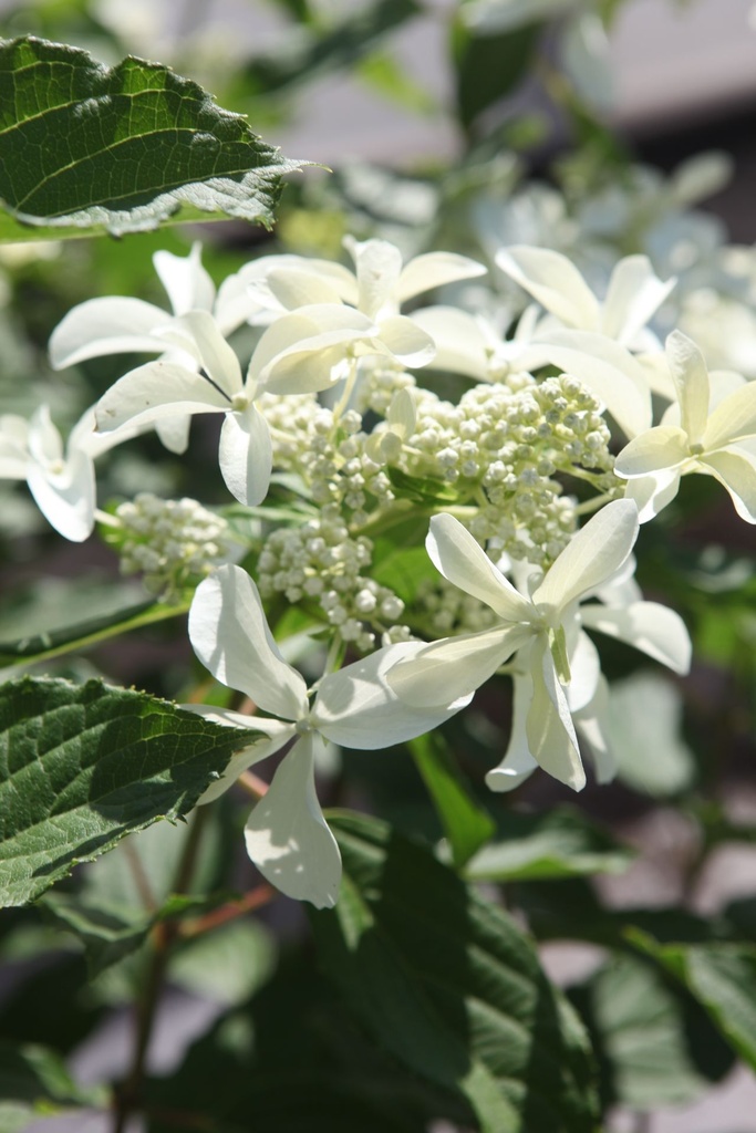 HYPGSTAR_20250630111844.JPG