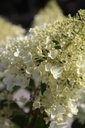 HYPSDOLL_20250630102837.JPG