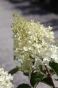 HYPSDOLL_20250630102838.JPG