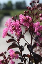 LAIRIPIN_20250630111341.JPG