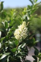 LIOGDIAM_20250630112752.JPG