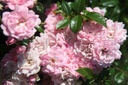 ROFAIRY_20250630095330.JPG