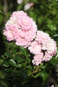 ROFAIRY_20250630095334.JPG