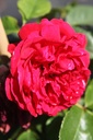 ROFLOREN_20250630115545.JPG