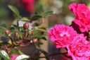 ROFQUEEN_20250630095701.JPG