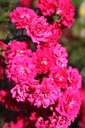 ROFQUEEN_20250630095702.JPG