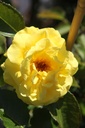 ROFRIESI_20250630115557.JPG