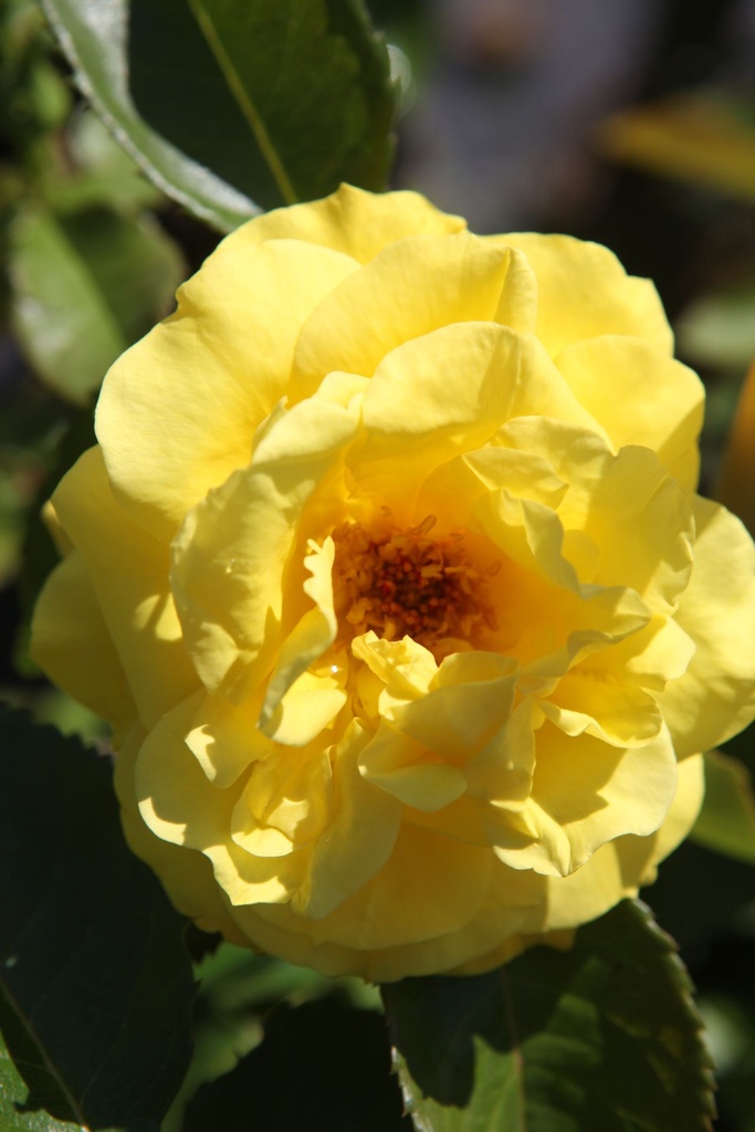 ROFRIESI_20250630115558.JPG