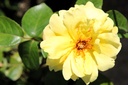 ROGSHOWE_20250630115302.JPG