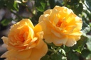 ROMELLGO_20250630095135.JPG