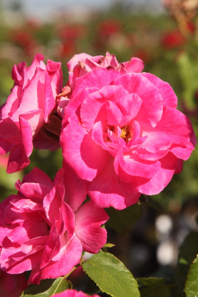 ROMELROS_20250630095159.JPG