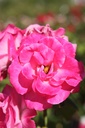 ROMELROS_20250630095200.JPG