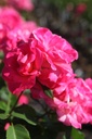 ROMELROS_20250630095528.JPG