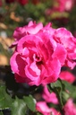 ROMELROS_20250630095534.JPG