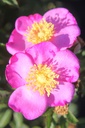 RORJALIC_20250630092726.JPG