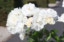 ROSCHNEE_20250630095858.JPG