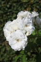 ROSCHNEE_20250630095919.JPG