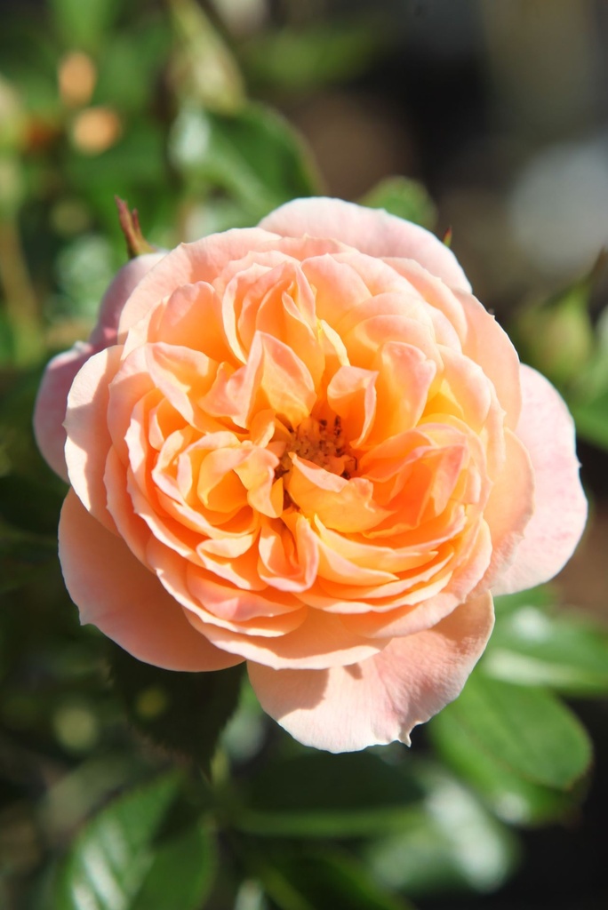 ROSWEETY_20250630095447.JPG