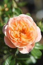 ROSWEETY_20250630095447.JPG