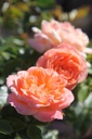 ROSWEETY_20250630095506.JPG