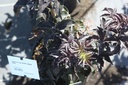 SANBLACE_20250630113036.JPG