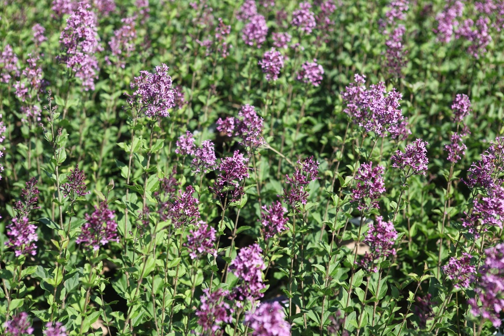 SYBDPURP_20250630113446.JPG