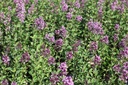 SYBDPURP_20250630113446.JPG