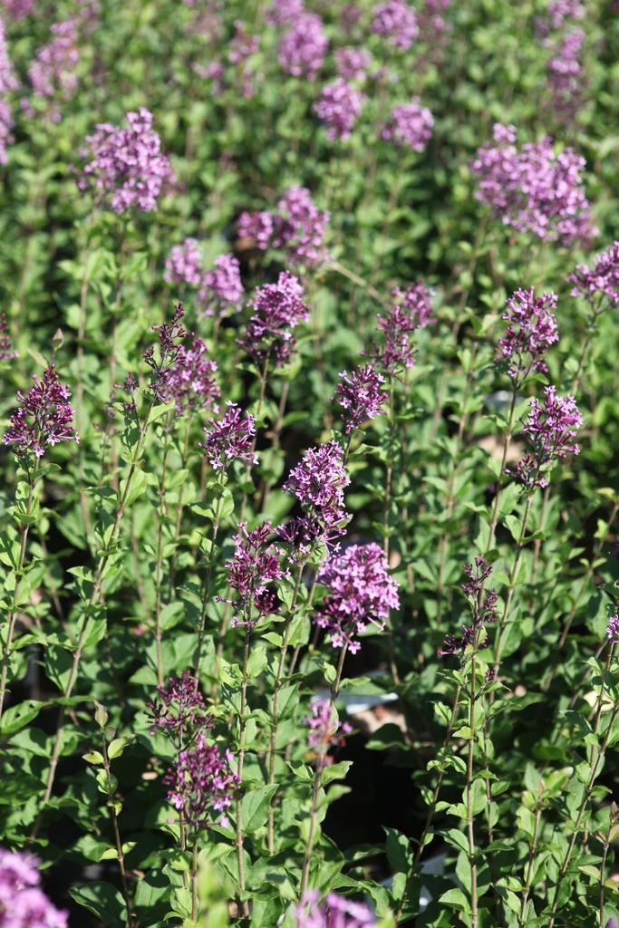 SYBDPURP_20250630113448.JPG