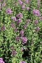 SYBDPURP_20250630113448.JPG