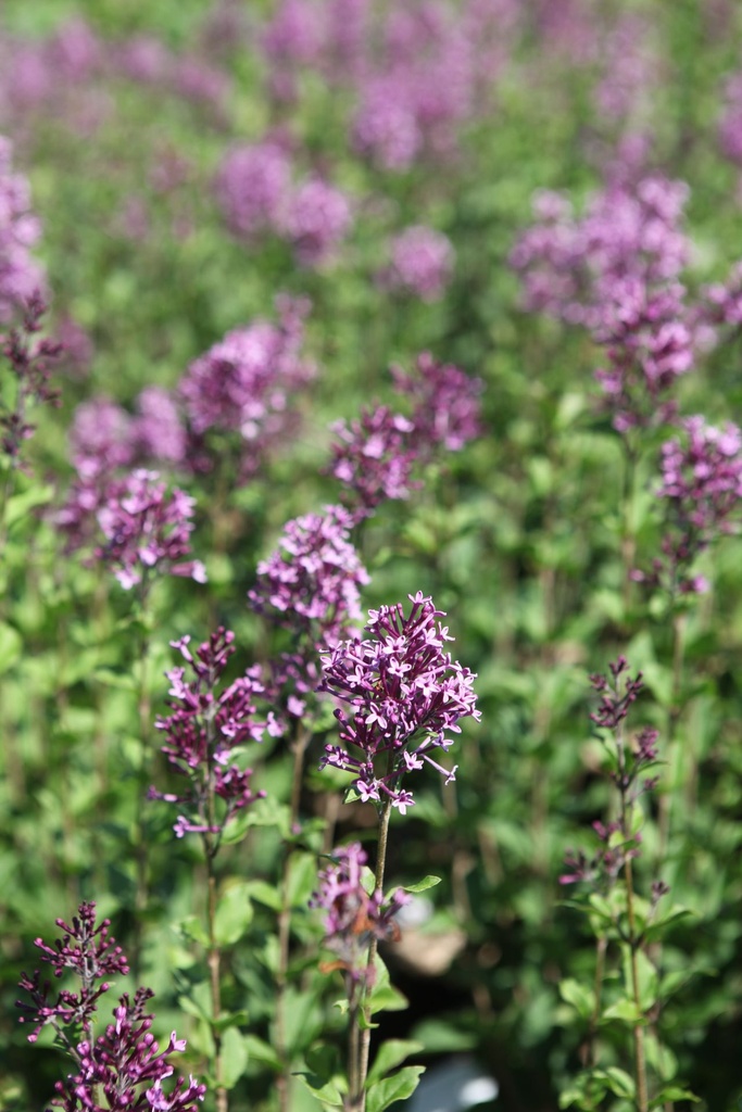 SYBDPURP_20250630113450.JPG