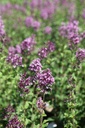 SYBDPURP_20250630113450.JPG