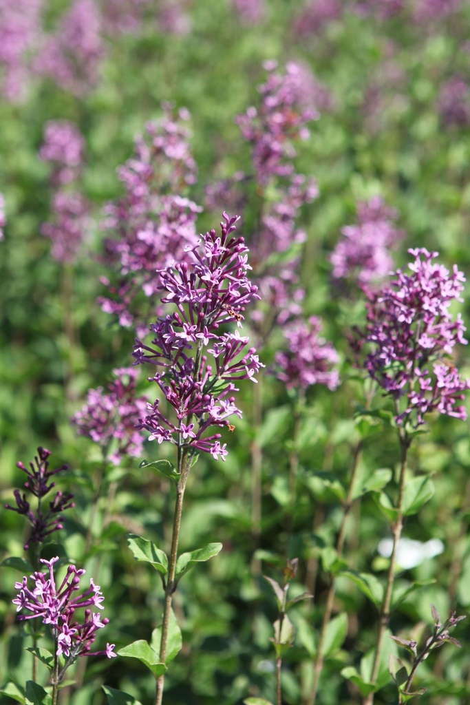 SYBDPURP_20250630113452.JPG